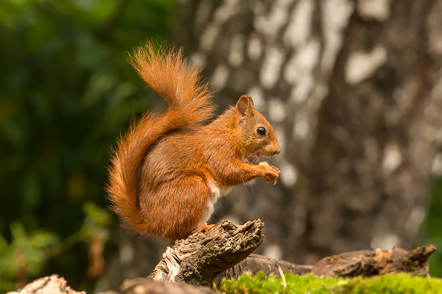 Natuurbescherming