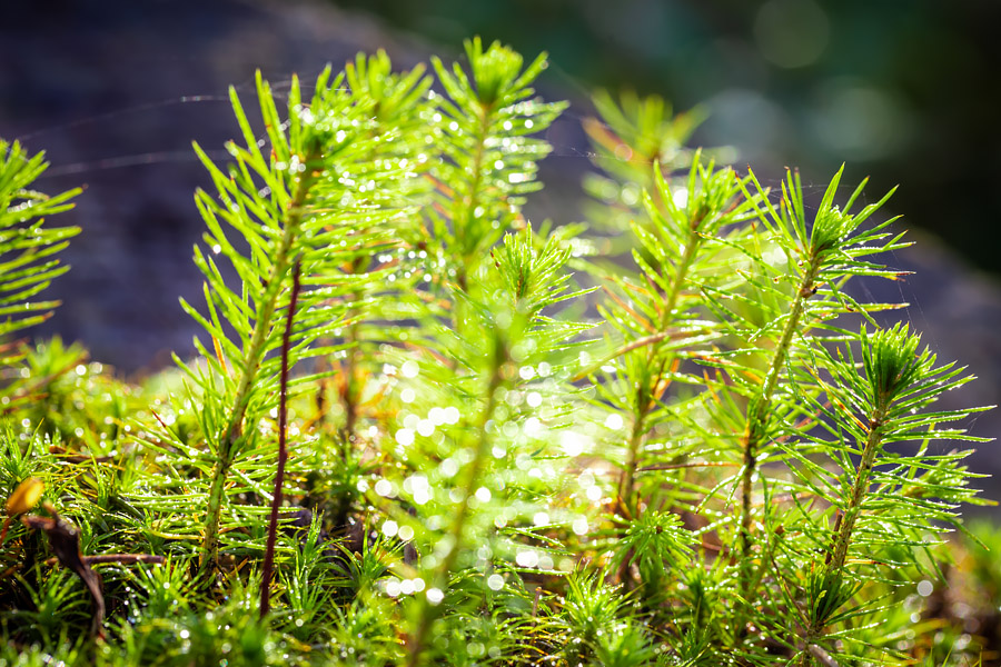 Natuurbescherming